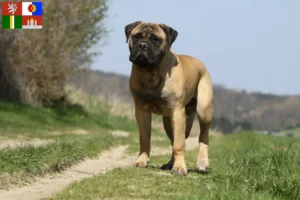 Mehr über den Artikel erfahren Bullmastiff Züchter und Welpen in Südböhmen