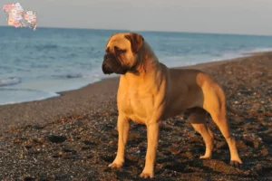 Mehr über den Artikel erfahren Bullmastiff Züchter und Welpen in Syddanmark