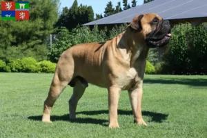 Mehr über den Artikel erfahren Bullmastiff Züchter und Welpen in Ústí