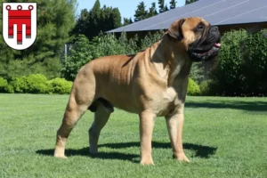 Mehr über den Artikel erfahren Bullmastiff Züchter und Welpen in Vorarlberg