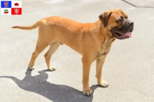 Mehr über den Artikel erfahren Bullmastiff Züchter und Welpen in Vysočina