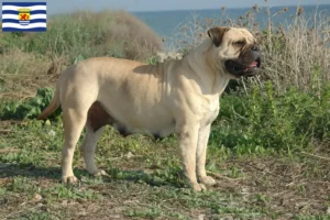 Mehr über den Artikel erfahren Bullmastiff Züchter und Welpen in Zeeland