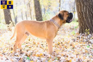 Mehr über den Artikel erfahren Bullmastiff Züchter und Welpen in Zlín