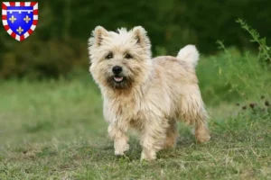 Mehr über den Artikel erfahren Cairn Terrier Züchter und Welpen in Centre-Val de Loire