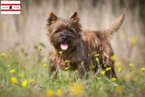 Mehr über den Artikel erfahren Cairn Terrier Züchter und Welpen in Drenthe