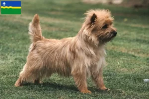 Mehr über den Artikel erfahren Cairn Terrier Züchter und Welpen in Flevoland