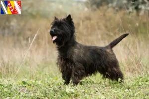 Mehr über den Artikel erfahren Cairn Terrier Züchter und Welpen in Grand Est
