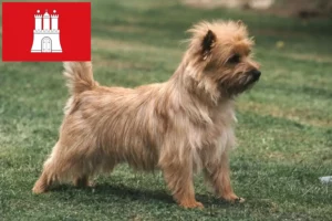 Mehr über den Artikel erfahren Cairn Terrier Züchter und Welpen in Hamburg