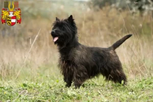 Mehr über den Artikel erfahren Cairn Terrier Züchter und Welpen in Kärnten