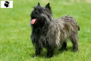 Mehr über den Artikel erfahren Cairn Terrier Züchter und Welpen auf Korsika