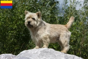 Mehr über den Artikel erfahren Cairn Terrier Züchter und Welpen in Nordholland