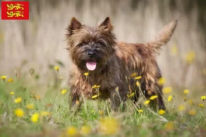 Mehr über den Artikel erfahren Cairn Terrier Züchter und Welpen in der Normandie