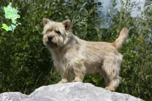 Mehr über den Artikel erfahren Cairn Terrier Züchter und Welpen in Sjælland