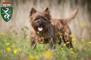 Mehr über den Artikel erfahren Cairn Terrier Züchter und Welpen in der Steiermark