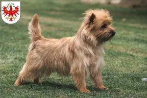 Mehr über den Artikel erfahren Cairn Terrier Züchter und Welpen in Tirol