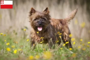 Mehr über den Artikel erfahren Cairn Terrier Züchter und Welpen in Utrecht