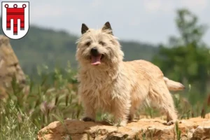 Mehr über den Artikel erfahren Cairn Terrier Züchter und Welpen in Vorarlberg