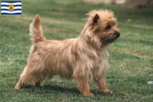 Mehr über den Artikel erfahren Cairn Terrier Züchter und Welpen in Zeeland