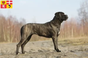 Mehr über den Artikel erfahren Cane Corso Italiano Züchter und Welpen in Auvergne-Rhône-Alpes