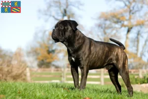 Mehr über den Artikel erfahren Cane Corso Italiano Züchter und Welpen in Bourgogne-Franche-Comté