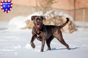 Mehr über den Artikel erfahren Cane Corso Italiano Züchter und Welpen in Centre-Val de Loire