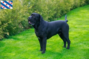 Mehr über den Artikel erfahren Cane Corso Italiano Züchter und Welpen in Friesland