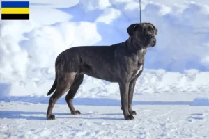 Mehr über den Artikel erfahren Cane Corso Italiano Züchter und Welpen in Gelderland