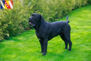 Mehr über den Artikel erfahren Cane Corso Italiano Züchter und Welpen in Grand Est