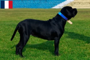 Mehr über den Artikel erfahren Cane Corso Italiano Züchter und Welpen in Guadeloupe