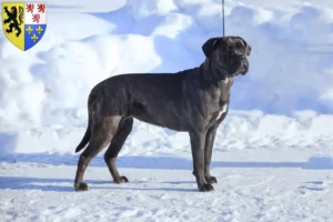 Mehr über den Artikel erfahren Cane Corso Italiano Züchter und Welpen in Hauts-de-France