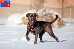 Mehr über den Artikel erfahren Cane Corso Italiano Züchter und Welpen in Hradec Králové