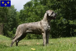 Mehr über den Artikel erfahren Cane Corso Italiano Züchter und Welpen in Île-de-France