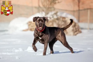 Mehr über den Artikel erfahren Cane Corso Italiano Züchter und Welpen in Kärnten