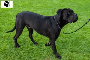 Mehr über den Artikel erfahren Cane Corso Italiano Züchter und Welpen auf Korsika