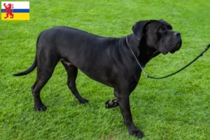 Mehr über den Artikel erfahren Cane Corso Italiano Züchter und Welpen in Limburg