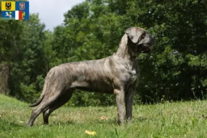 Mehr über den Artikel erfahren Cane Corso Italiano Züchter und Welpen in Mähren-Schlesien