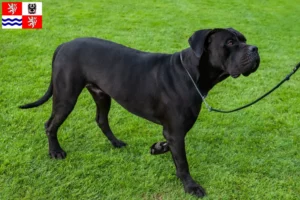 Mehr über den Artikel erfahren Cane Corso Italiano Züchter und Welpen in Mittelböhmen