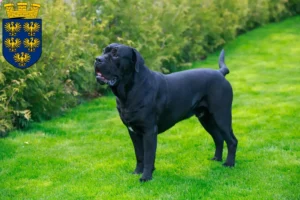 Mehr über den Artikel erfahren Cane Corso Italiano Züchter und Welpen in Niederösterreich