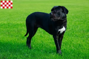 Mehr über den Artikel erfahren Cane Corso Italiano Züchter und Welpen in Nordbrabant