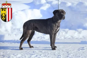 Mehr über den Artikel erfahren Cane Corso Italiano Züchter und Welpen in Oberösterreich