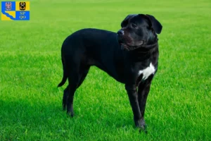 Mehr über den Artikel erfahren Cane Corso Italiano Züchter und Welpen in Olmütz