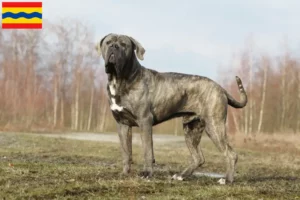 Mehr über den Artikel erfahren Cane Corso Italiano Züchter und Welpen in Overijssel