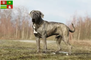 Mehr über den Artikel erfahren Cane Corso Italiano Züchter und Welpen in Pilsen