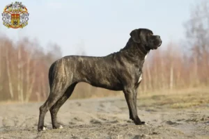 Mehr über den Artikel erfahren Cane Corso Italiano Züchter und Welpen in Prag