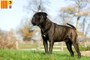 Mehr über den Artikel erfahren Cane Corso Italiano Züchter und Welpen in der Provence-Alpes-Côte d’Azur