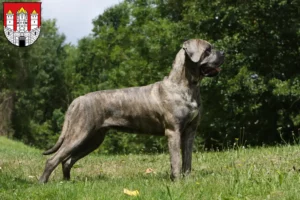 Mehr über den Artikel erfahren Cane Corso Italiano Züchter und Welpen in Salzburg