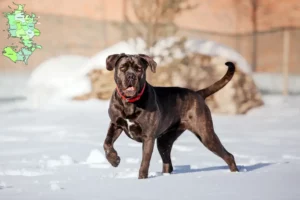 Mehr über den Artikel erfahren Cane Corso Italiano Züchter und Welpen in Sjælland