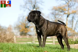 Mehr über den Artikel erfahren Cane Corso Italiano Züchter und Welpen in Südböhmen