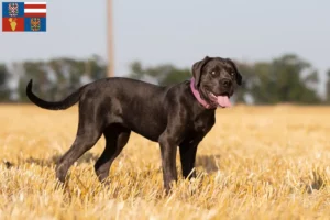 Mehr über den Artikel erfahren Cane Corso Italiano Züchter und Welpen in Südmähren