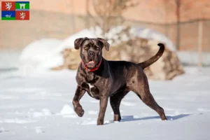 Mehr über den Artikel erfahren Cane Corso Italiano Züchter und Welpen in Ústí